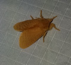 Megalopyge pyxidifera