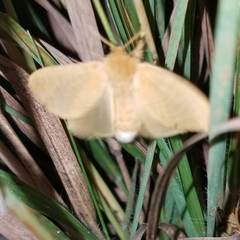 Megalopyge pyxidifera