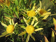Leucadendron elimense vyeboomense