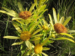 Leucadendron elimense vyeboomense