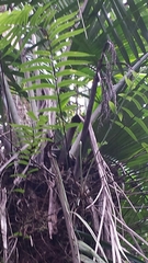 Dypsis perrieri
