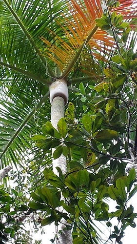 Image of Dypsis carlsmithii by no rights reserved