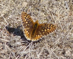 Speyeria callippe callippe