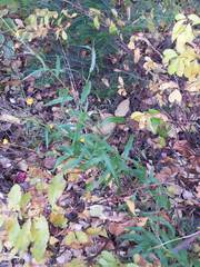 Hieracium tridentatum