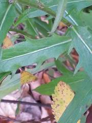 Hieracium tridentatum