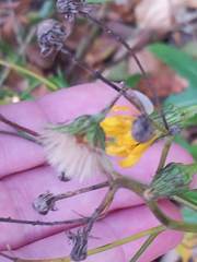 Hieracium tridentatum