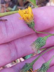 Hieracium tridentatum