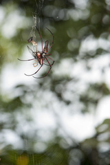 Nephila