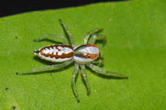 Epocilla aurantiaca