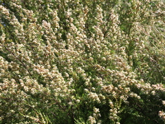 Kunzea linearis