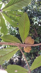 Nesogordonia thouarsii