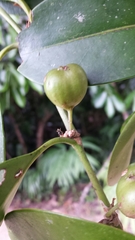 Peponidium