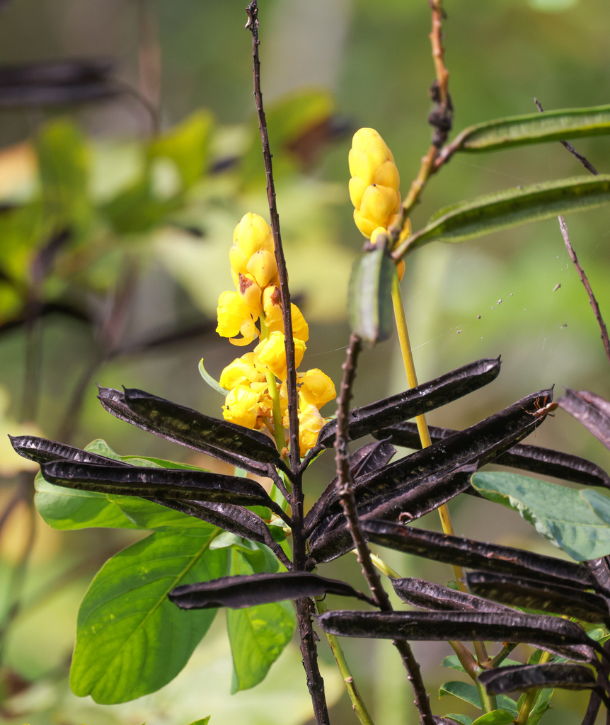Candelabra Bush from Ingham QLD 4850, Australia on April 25, 2023 at 0943 AM by Alan Melville