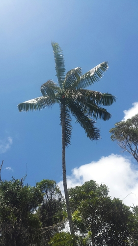 Image of Dypsis lastelliana by no rights reserved