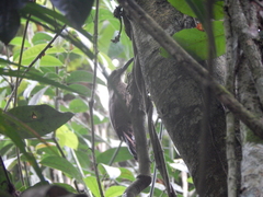 Xiphocolaptes albicollis