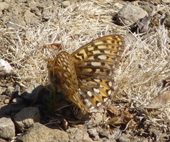 Speyeria callippe callippe