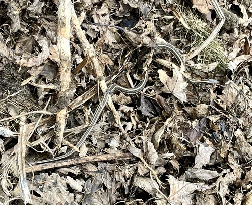 Plains Garter Snake