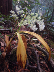 Veratrum fimbriatum