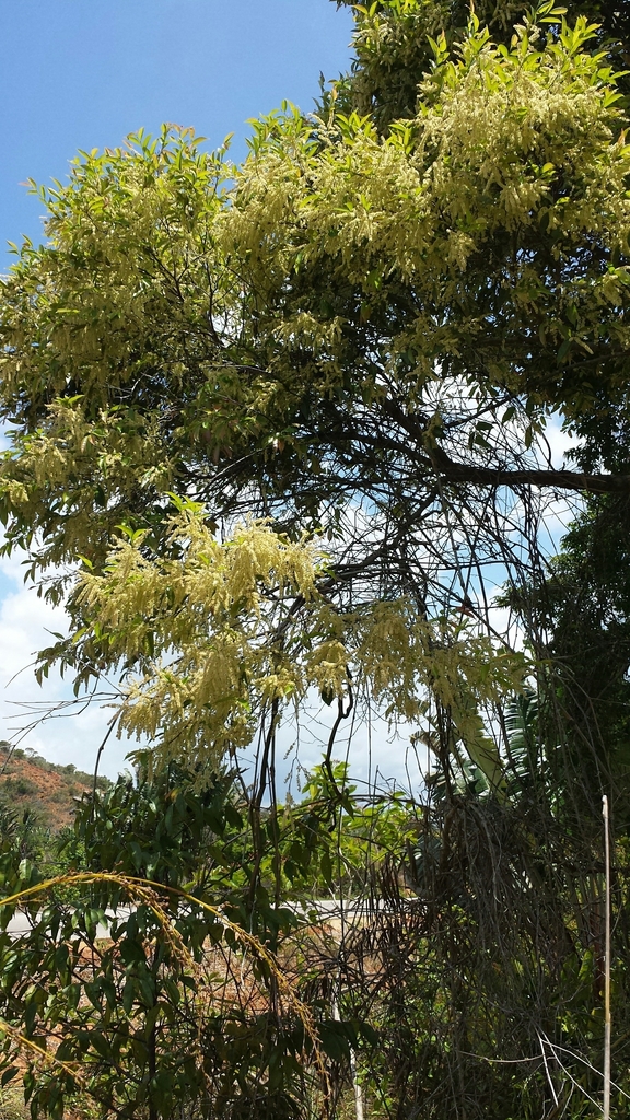 Homalium axillare