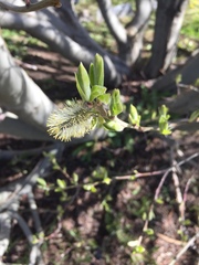 Salix
