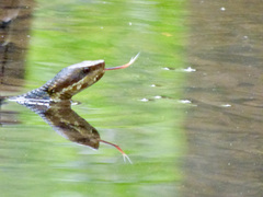 Cottonmouth photo 5