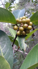 Psorospermum cerasifolium