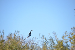 Phalacrocorax carbo