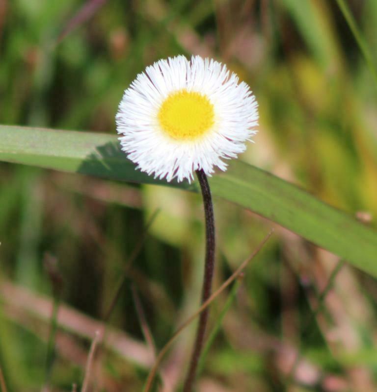 Cincinnactis