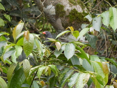 Saltator fuliginosus
