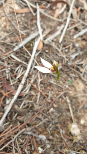 Image of Eriochilus collinus by (c) Rosalie Lawrence, some rights reserved (CC BY)