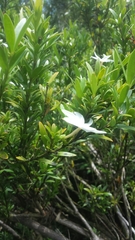 Peponidium