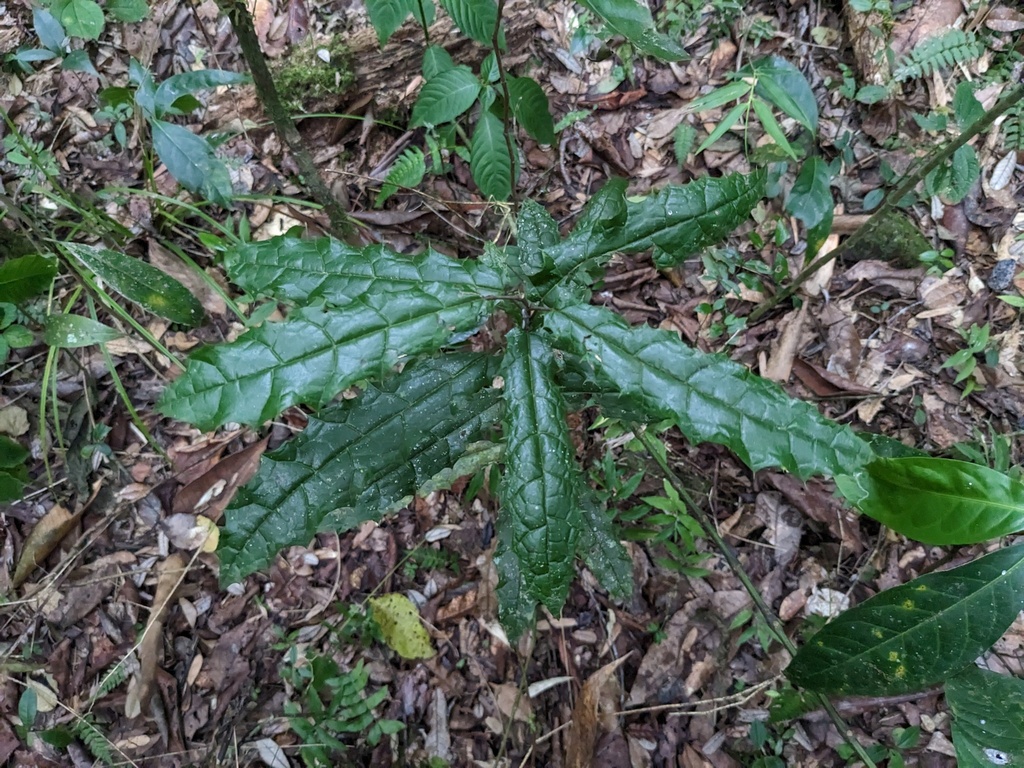 Meliosma recurvata (Meliosma recurvata)