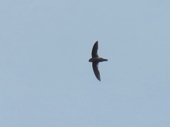 Giant Swiftlet photo 1