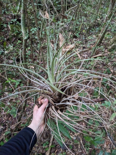 Tillandsia compressa, photograph 4
