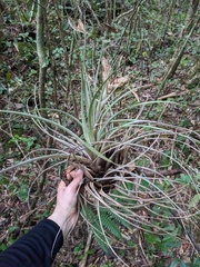 Tillandsia compressa, photograph (c) Zac Peterson, some rights reserved (CC BY)