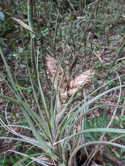 Tillandsia compressa, photograph (c) Zac Peterson, some rights reserved (CC BY)
