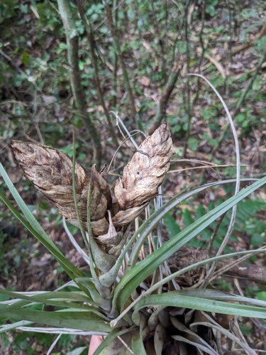 Tillandsia compressa, photograph 6