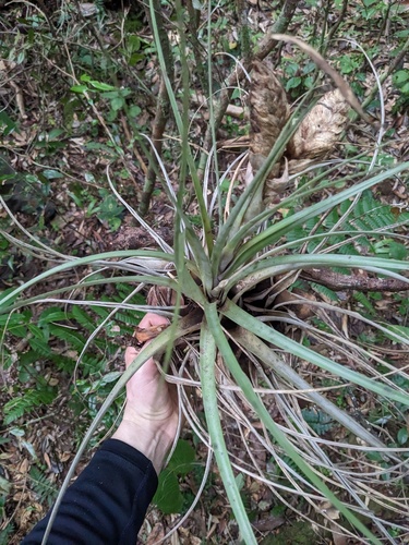 Tillandsia compressa, photograph 5