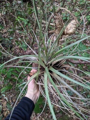 Tillandsia compressa, photograph (c) Zac Peterson, some rights reserved (CC BY)