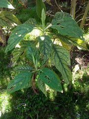 Smallanthus pyramidalis