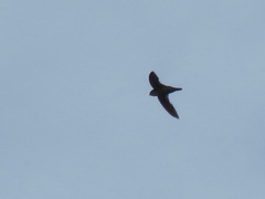 Giant Swiftlet photo 3