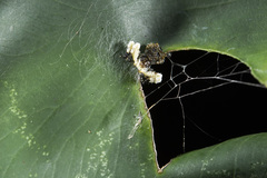 Phrynarachne ceylonica