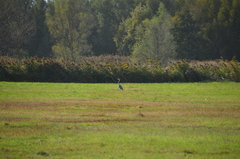 Ardea cinerea