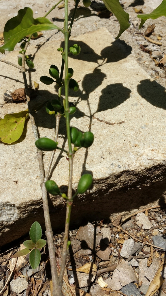 Peponidium cystiporon