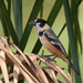 Rusty-collared Seedeater - Photo (c) guyincognito, some rights reserved (CC BY-NC), uploaded by guyincognito