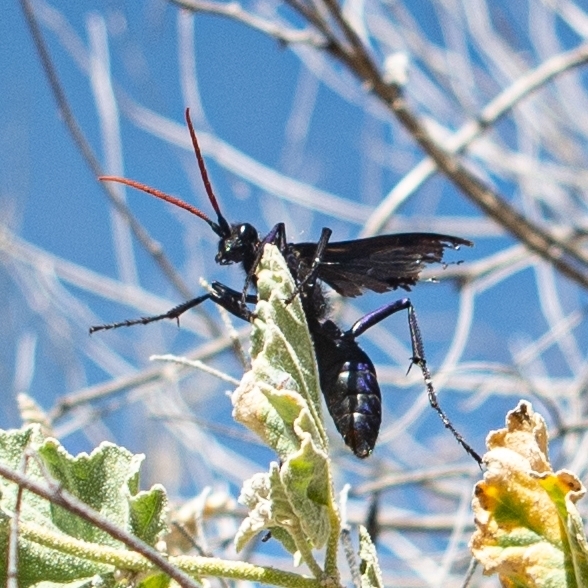Pepsis montezuma
