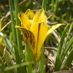 Romulea luteoflora sanisensis