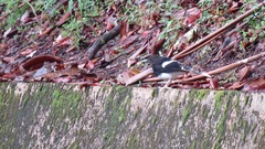 Bornean Forktail photo 3