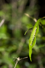 Graphium doson postianus
