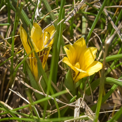Romulea luteoflora sanisensis